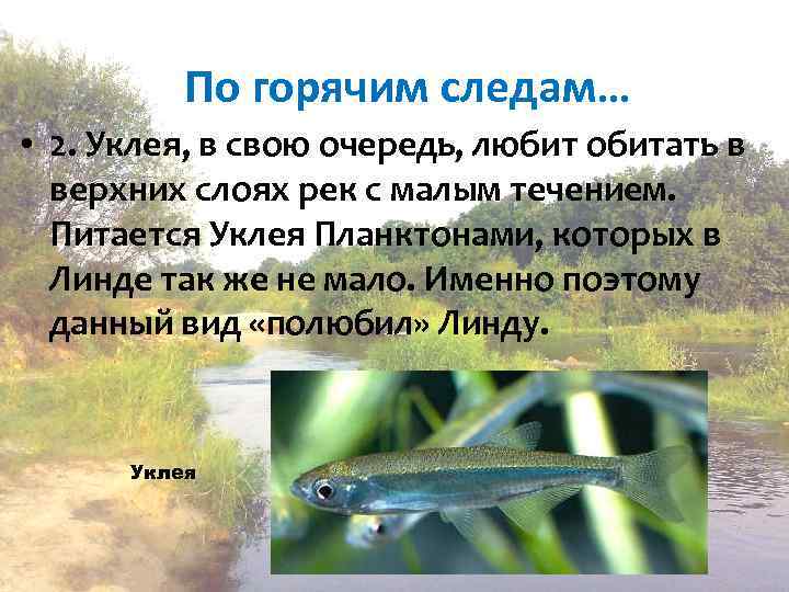 По горячим следам… • 2. Уклея, в свою очередь, любит обитать в верхних слоях