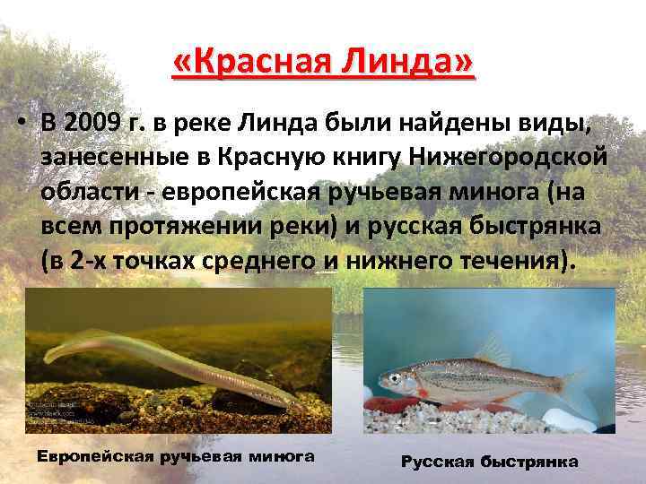  «Красная Линда» • В 2009 г. в реке Линда были найдены виды, занесенные