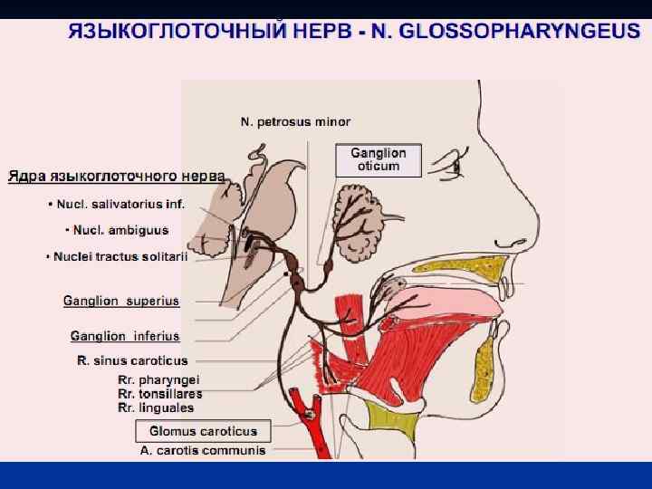 Невралгия языкоглоточного нерва презентация