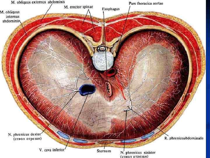 Нервы диафрагмы. Сердечное вдавление на диафрагме. Отверстие нижней полой вены в диафрагме. Аортальное отверстие диафрагмы анатомия. Диафрагма топографическая анатомия.