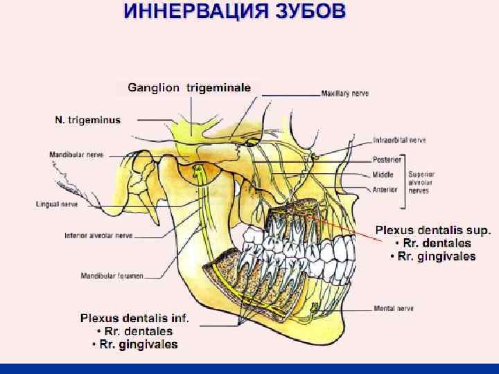 Тройничный нерв анатомия схема на черепе