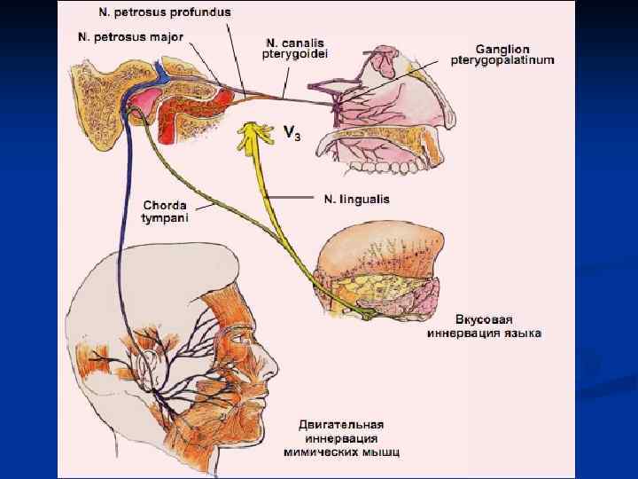 Montagem vozes profundus. П. petrosus Profundus. N petrosus Major ход. Nervus petrosus Profundus. Canalis petrosus Major на черепе.