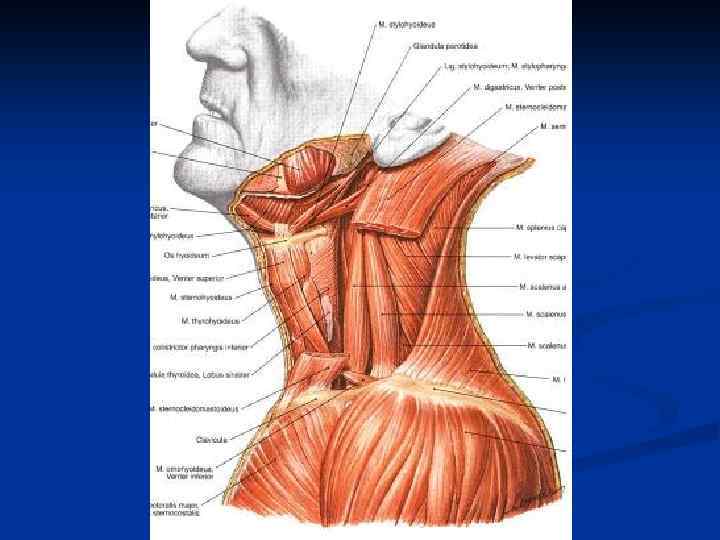 Анатомия шеи презентация