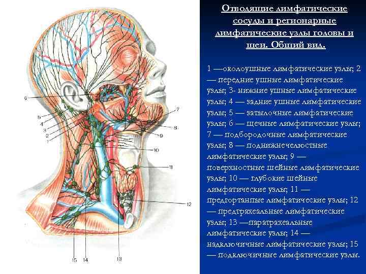 Отводящие лимфатические сосуды и регионарные лимфатические узлы головы и шеи. Общий вид. 1 —околоушные