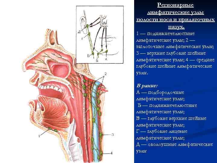 Регионарные лимфатические узлы полости носа и придаточных пазух. 1 — поднижнечелюстные лимфатические узлы; 2