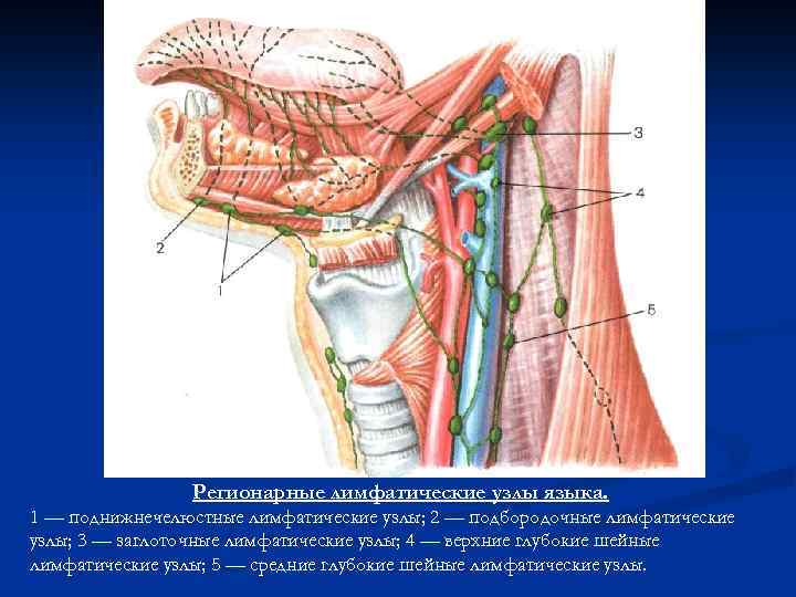 Регионарные лимфатические узлы языка. 1 — поднижнечелюстные лимфатические узлы; 2 — подбородочные лимфатические узлы;