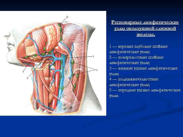 Регионарные лимфатические узлы околоушной слюнной железы. 1 — верхние глубокие шейные лимфатические узлы; 2
