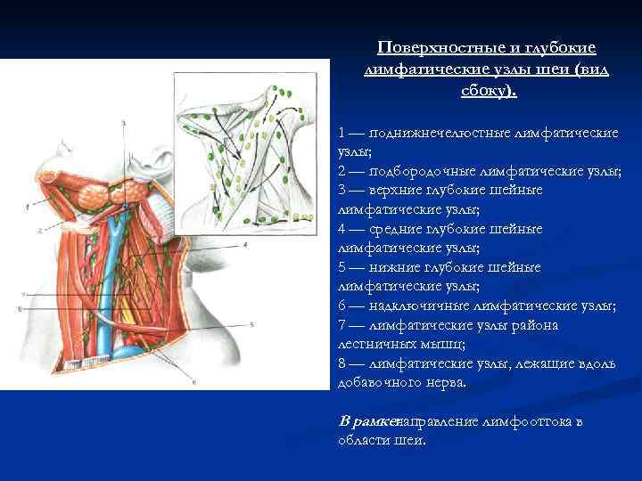 Поверхностные и глубокие лимфатические узлы шеи (вид сбоку). 1 — поднижнечелюстные лимфатические узлы; 2