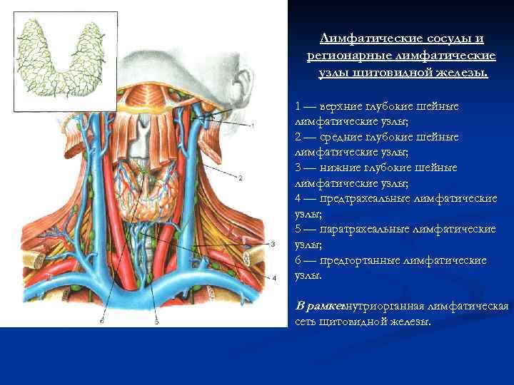 Лимфатические сосуды и регионарные лимфатические узлы щитовидной железы. 1 — верхние глубокие шейные лимфатические