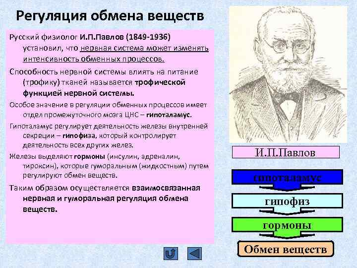 Регуляция обмена веществ Русский физиолог И. П. Павлов (1849 -1936) установил, что нервная система