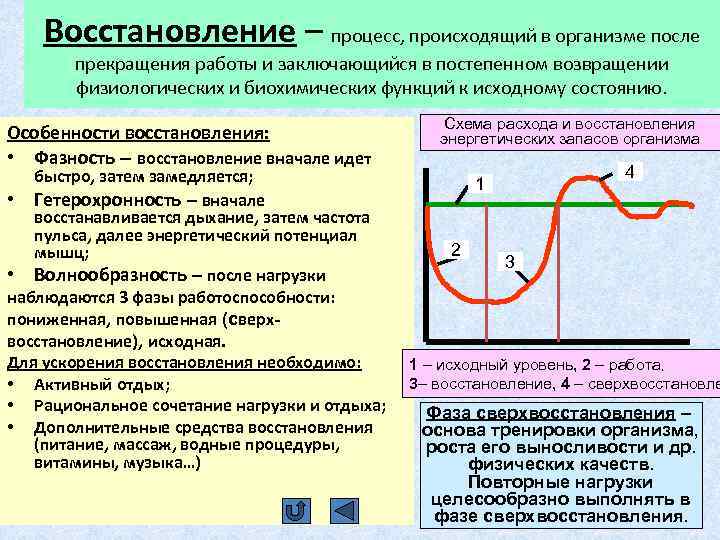 Ресурсы восстановления организма. Восстановительные процессы в организме. Процесс восстановления организма после нагрузки -. Восстановительные процессы в организме при физической культуре. Фазы восстановительного процесса.