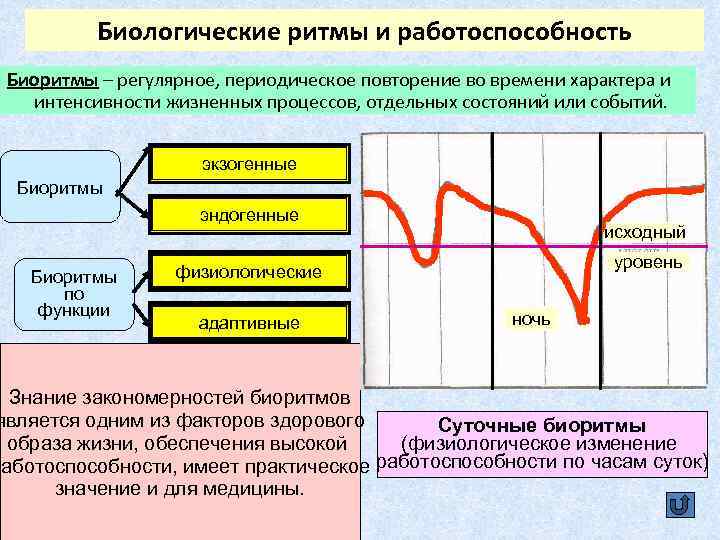 Экзогенные и эндогенные процессы регуляции биологических ритмов презентация