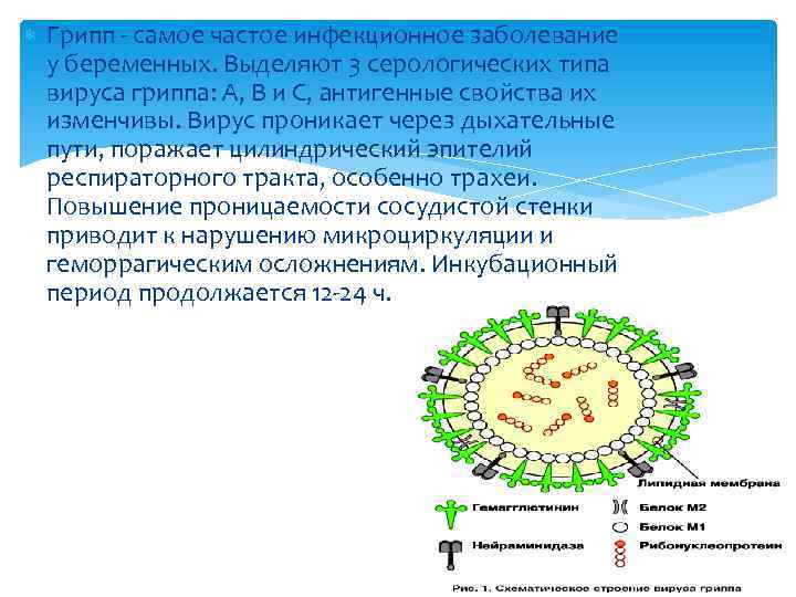  Грипп - самое частое инфекционное заболевание у беременных. Выделяют 3 серологических типа вируса