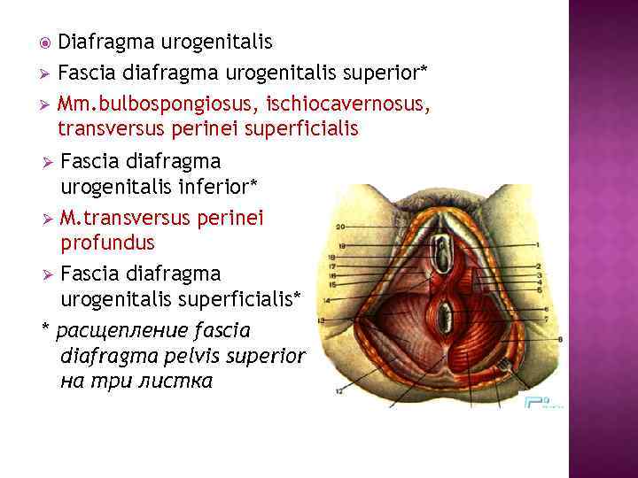  Ø Ø Diafragma urogenitalis Fascia diafragma urogenitalis superior* Mm. bulbospongiosus, ischiocavernosus, transversus perinei