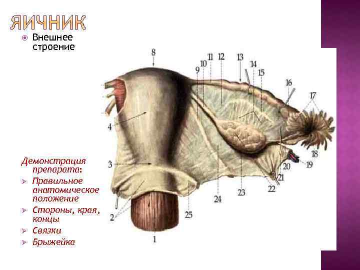 Положение яичника. Яичник анатомия строение внешнее. Яичники топография строение. Яичник строение наружнее. Анатомические структуры яичника.