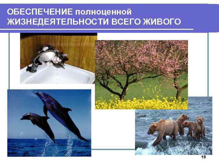 ОБЕСПЕЧЕНИЕ полноценной ЖИЗНЕДЕЯТЕЛЬНОСТИ ВСЕГО ЖИВОГО 10 
