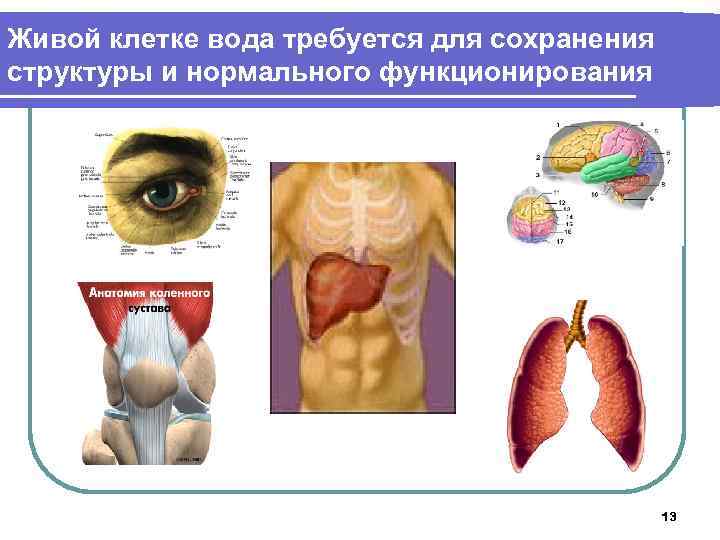 Живой клетке вода требуется для сохранения структуры и нормального функционирования 13 
