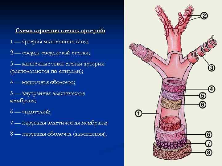 Схема строения стенок артерий: 1 — артерия мышечного типа; 2 — сосуды сосудистой стенки;