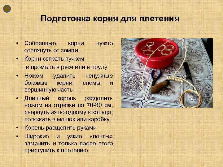 Подготовка корня для плетения • Собранные корни нужно отряхнуть от земли • Корни связать