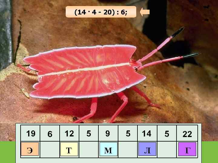 (14 · 4 - 20) : 6; 19 Э 6 12 Т 5 9