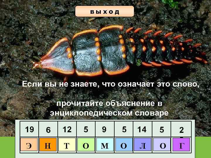 выход Если вы не знаете, что означает это слово, прочитайте объяснение в энциклопедическом словаре