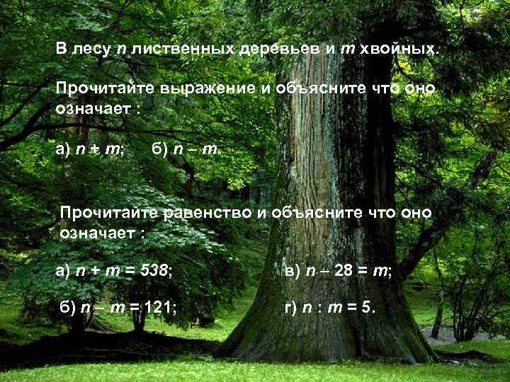 В лесу n лиственных деревьев и m хвойных. Прочитайте выражение и объясните что оно
