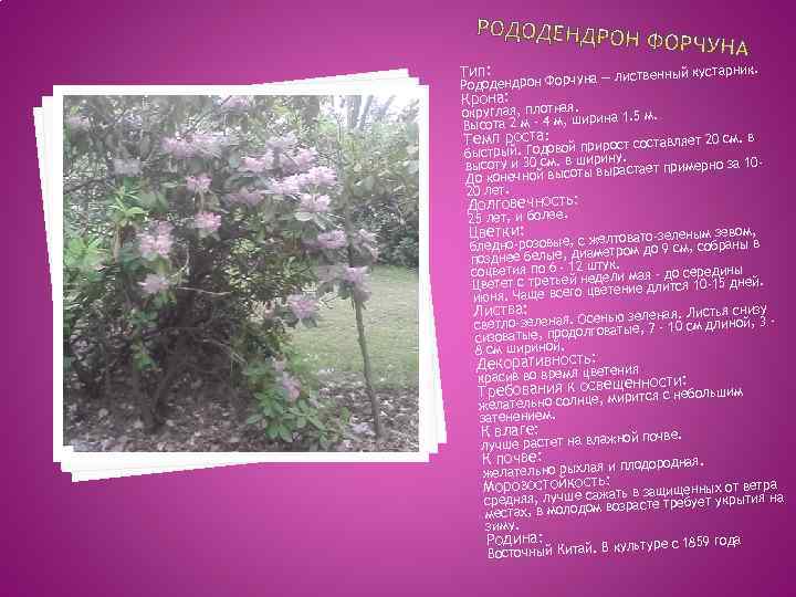 ник. лиственный кустар дендрон Форчуна — Родо Тип: Крона: округлая, плотная. ирина 1. 5