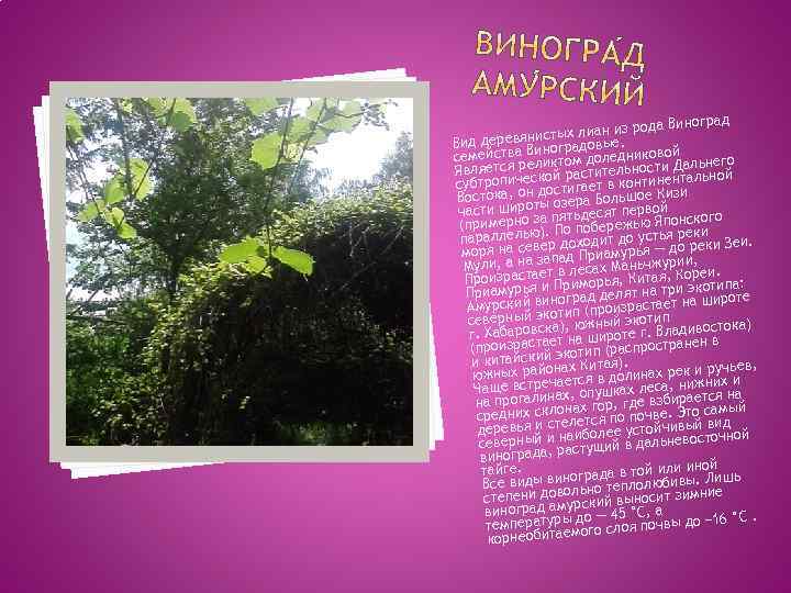 град из рода Вино истых лиан е. Вид деревяниноградовы семейства Вликтом доледниковой льнего Является