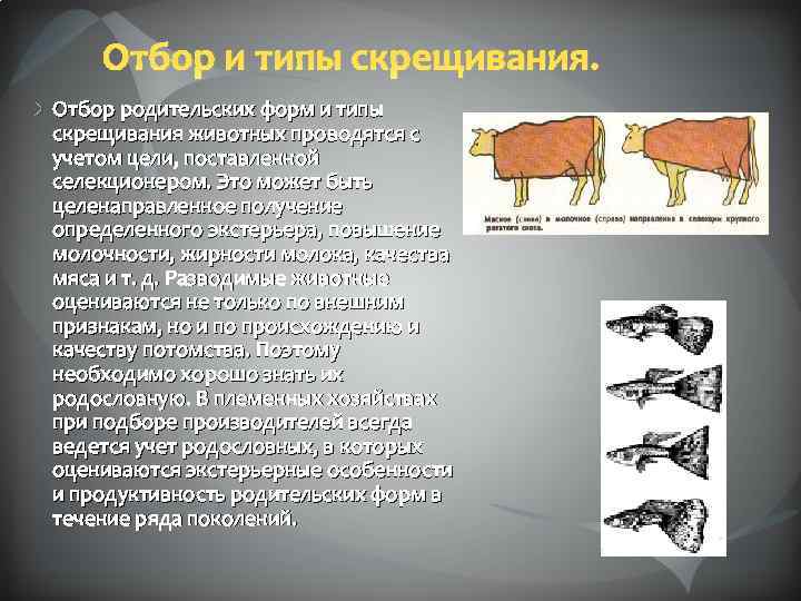 Отбор и типы скрещивания. Отбор родительских форм и типы скрещивания животных проводятся с учетом