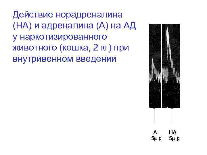 Действие норадреналина (НА) и адреналина (А) на АД у наркотизированного животного (кошка, 2 кг)