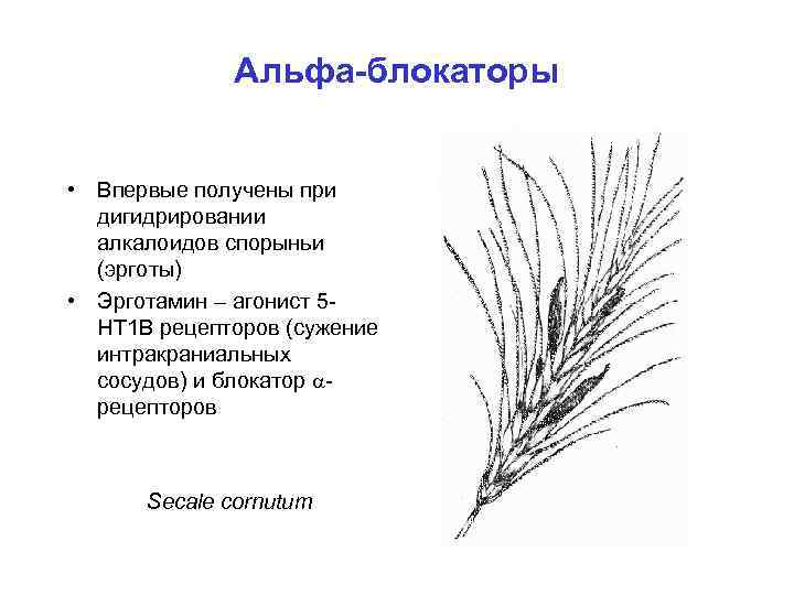 Альфа-блокаторы • Впервые получены при дигидрировании алкалоидов спорыньи (эрготы) • Эрготамин – агонист 5