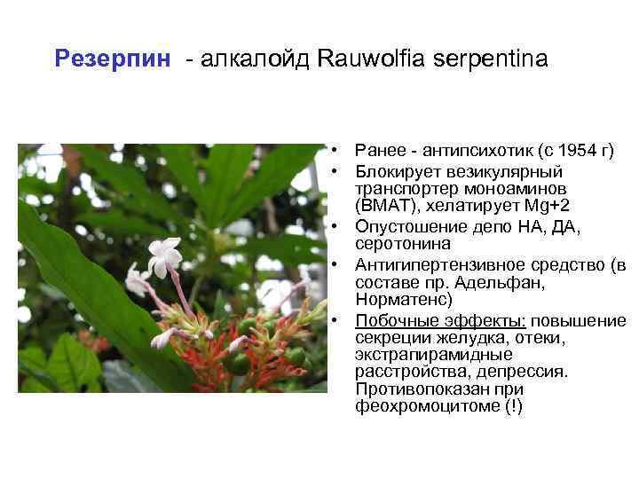 Резерпин - алкалойд Rauwolfia serpentina • Ранее - антипсихотик (с 1954 г) • Блокирует