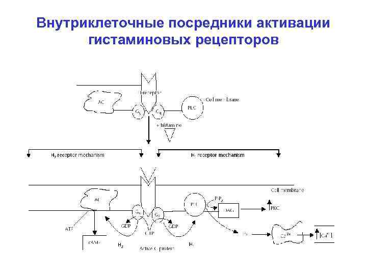 Внутриклеточные посредники активации гистаминовых рецепторов 