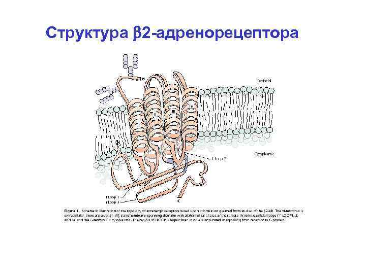 Структура 2 -адренорецептора 