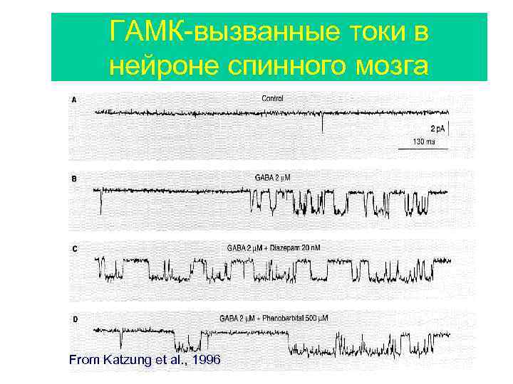 ГАМК-вызванные токи в нейроне спинного мозга From Katzung et al. , 1996 