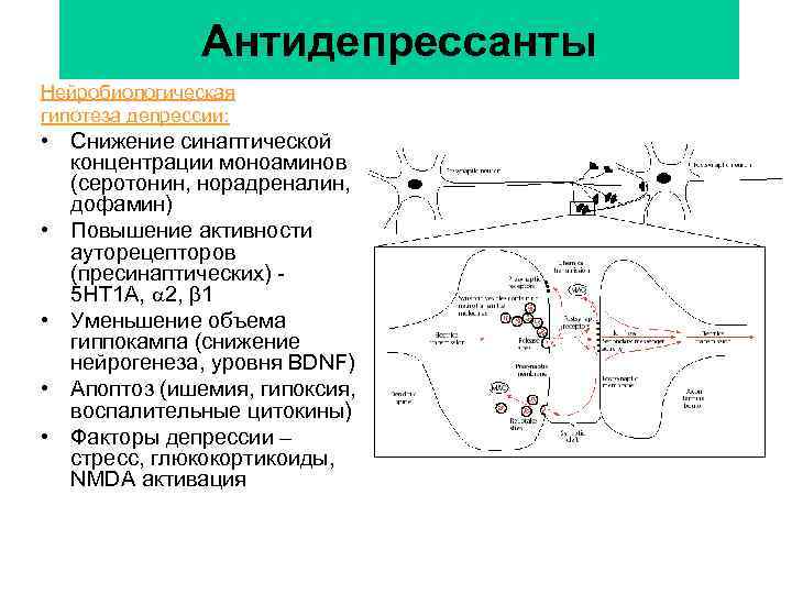 Антидепрессанты Нейробиологическая гипотеза депрессии: • Снижение синаптической концентрации моноаминов (серотонин, норадреналин, дофамин) • Повышение