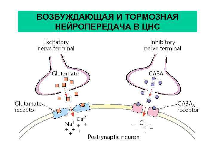 ВОЗБУЖДАЮЩАЯ И ТОРМОЗНАЯ НЕЙРОПЕРЕДАЧА В ЦНС 