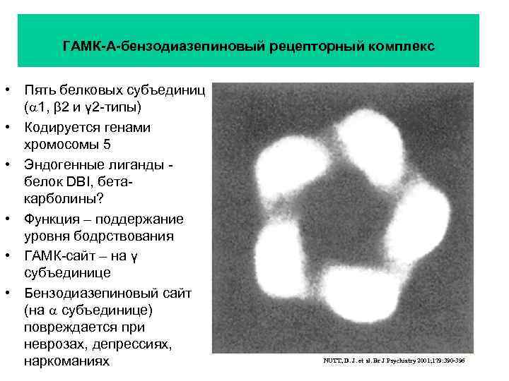 ГАМК-А-бензодиазепиновый рецепторный комплекс • Пять белковых субъединиц ( 1, 2 и γ 2 -типы)