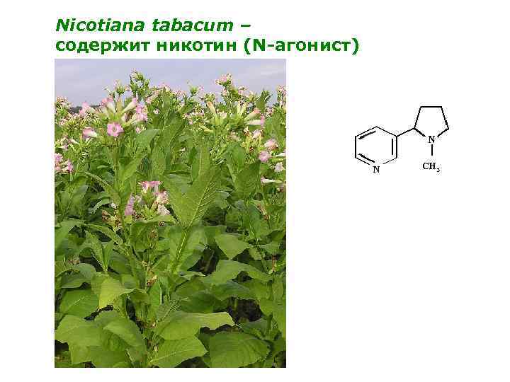 Nicotiana tabacum – содержит никотин (N-агонист) 