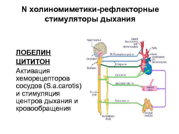 N холиномиметики-рефлекторные стимуляторы дыхания ЛОБЕЛИН ЦИТИТОН Активация хеморецепторов сосудов (S. a. carotis) и стимуляция