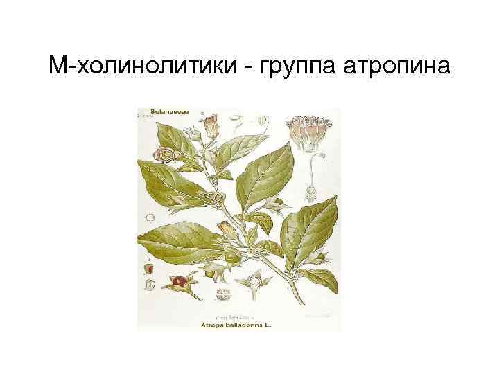 М-холинолитики - группа атропина 