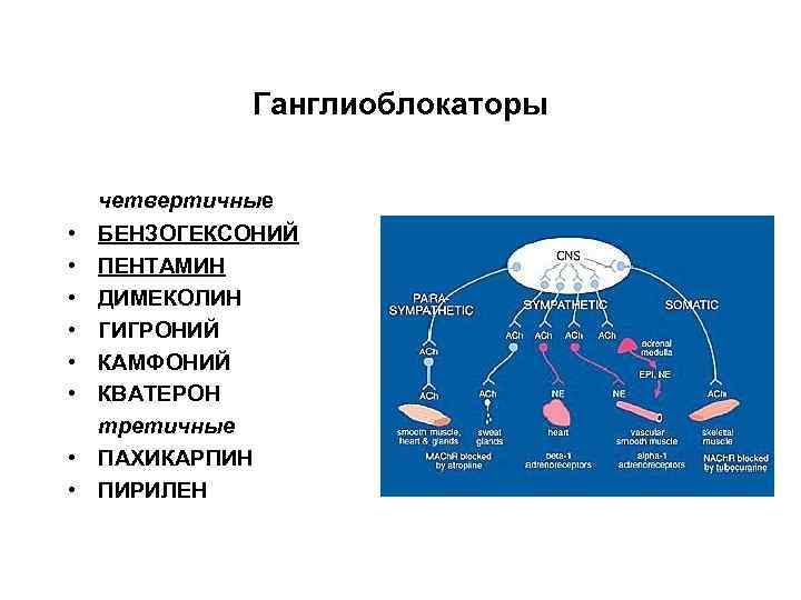 Ганглиоблокаторы четвертичные • • • БЕНЗОГЕКСОНИЙ ПЕНТАМИН ДИМЕКОЛИН ГИГРОНИЙ КАМФОНИЙ КВАТЕРОН третичные • ПАХИКАРПИН