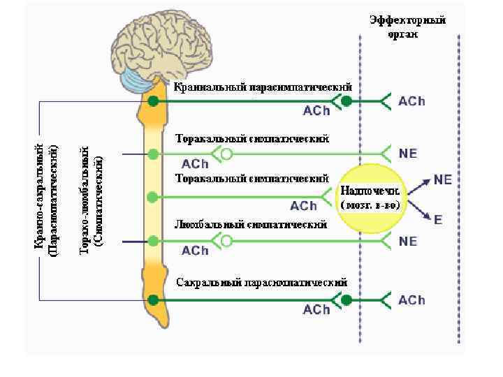 Холинергическая система презентация