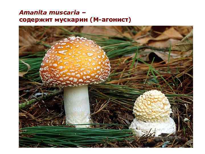Amanita muscaria – содержит мускарин (M-агонист) 