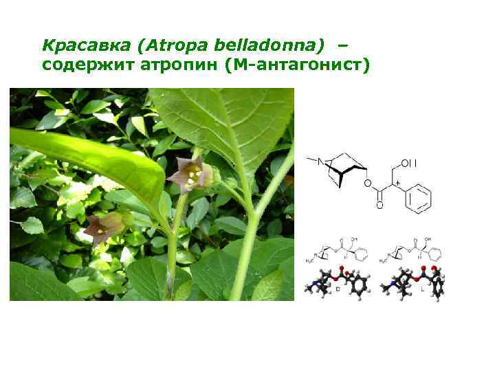 Красавка (Atropa belladonna) – содержит атропин (М-антагонист) 