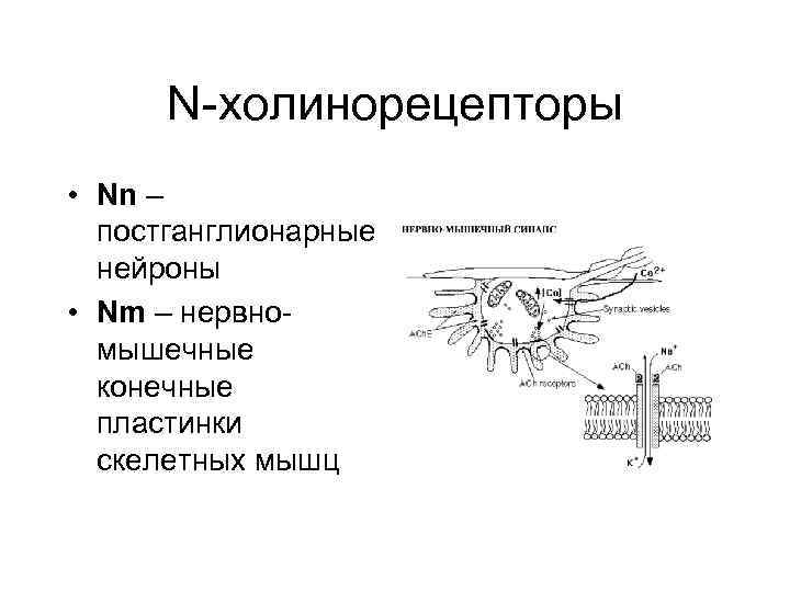 N-холинорецепторы • Nn – постганглионарные нейроны • Nm – нервномышечные конечные пластинки скелетных мышц