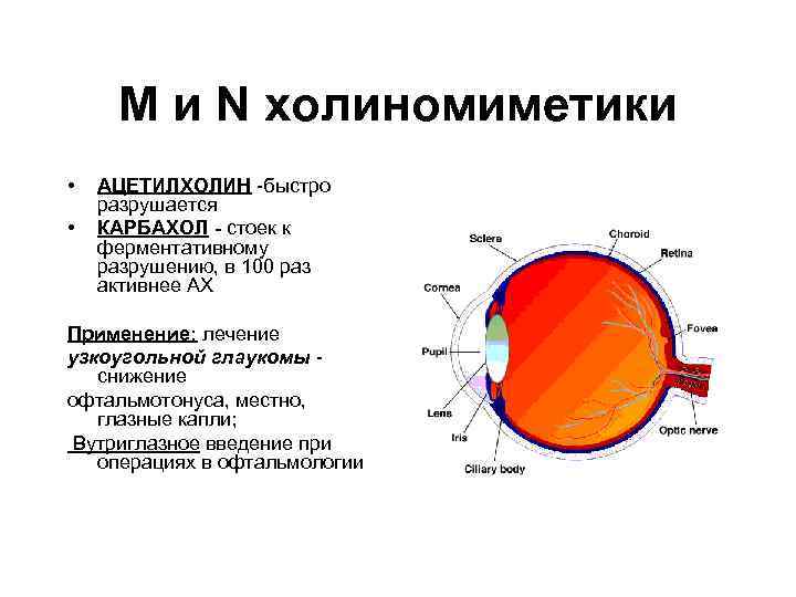 М и N холиномиметики • • АЦЕТИЛХОЛИН -быстро разрушается КАРБАХОЛ - стоек к ферментативному