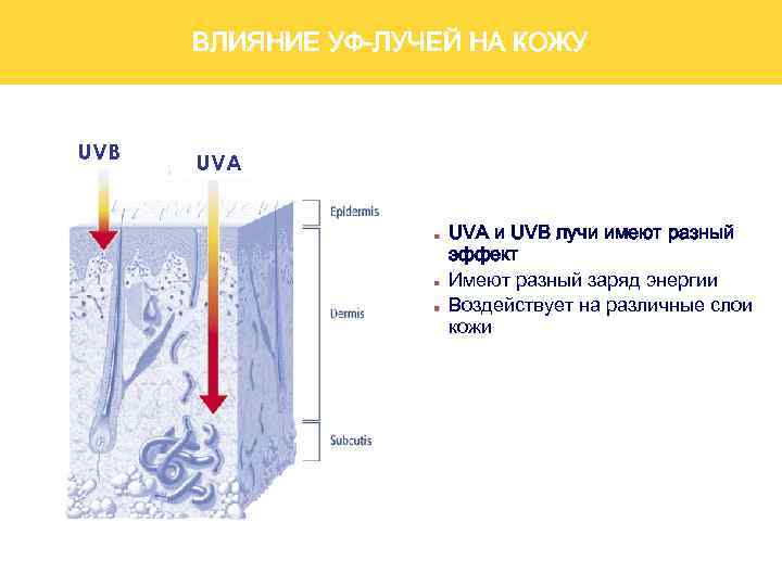 ВЛИЯНИЕ УФ-ЛУЧЕЙ НА КОЖУ UV-Radiation And The Skin UVB UVA и UVB лучи имеют