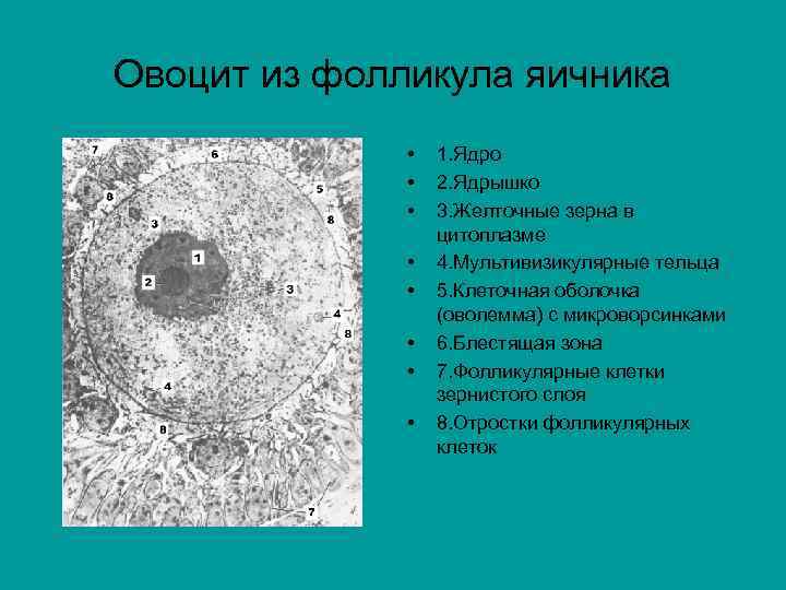 Овоцит из фолликула яичника • • 1. Ядро 2. Ядрышко 3. Желточные зерна в