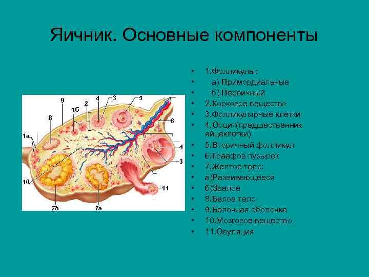 Яичник. Основные компоненты 9 1 б 2 4 3 • • • 5 8